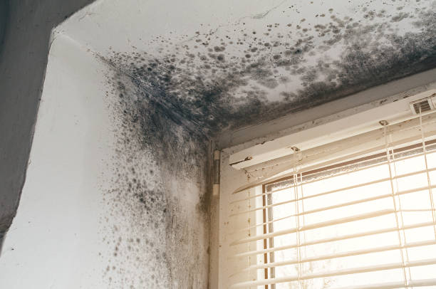 Trusted Mold Inspection service in Pennington, NJ - Cheap Mold Removal
