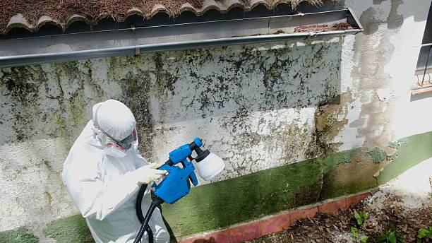 Trusted Attic Mold Removal service in Pennington, NJ - Cheap Mold Removal